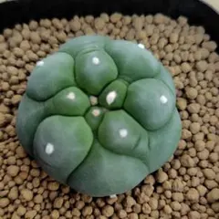 ギムノカリキウム ミハノビッチ トゲ無し牡丹玉綴化 (実生) - メルカリ