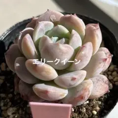 2026年最新】エリークイーンの人気アイテム - メルカリ