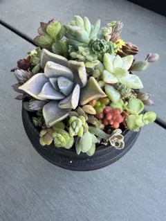 ご確認ページ　多肉植物寄せ植えセット 多肉植物 寄せ植えセット ミックスセット - メルカリ