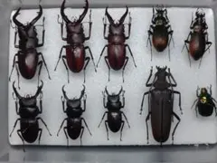 2026年最新】珍しい昆虫標本の人気アイテム - メルカリ