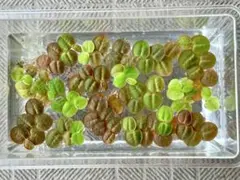 フィランサスフルイタンスのサムネイル