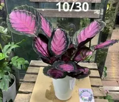 2025年最新】カラテアピクツラータの人気アイテム - メルカリ