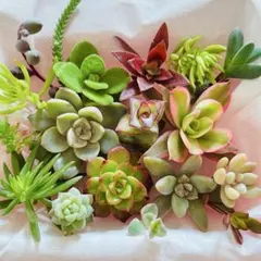 2025年最新】多肉 カット苗セットの人気アイテム - メルカリ