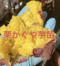 Jaja様 リクエスト 2点 まとめ商品