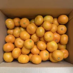 佐賀県産ハウスみかん　ちびっこ2kgのサムネイル
