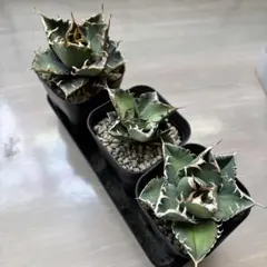 アガベ　まとめ売り 2025年最新】アガベまとめ売りの人気アイテム - メルカリ