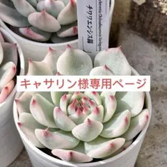 2025年最新】チワワエンシス錦の人気アイテム - メルカリ