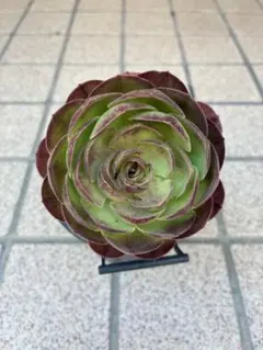 多肉植物アエオニウム錦❤️金絲翡翠❤️ゴールドエメラルド❤️ 状態