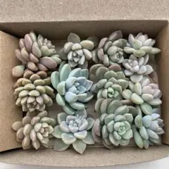 多肉植物カット苗　小梅、おもち他