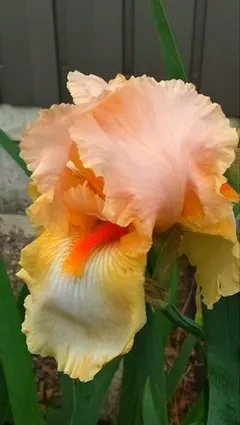 ジャーマンアイリス✺上花びらサーモンピンク✺のサムネイル