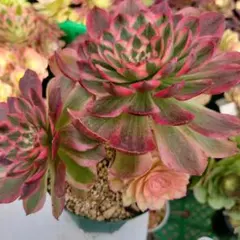 速達。雪様 リクエスト 2点 まとめ商品