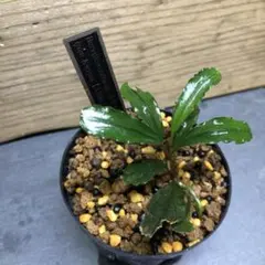 2025年最新】az便 ブセファランドラの人気アイテム - メルカリ