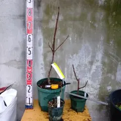 ダイちゃん様 リクエスト 2点 まとめ商品