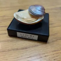 タカラ 松本人志 世界の珍獣 シャクレガイ