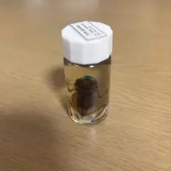 アフリカツメガエル 透明標本 透明骨格標本 - メルカリ