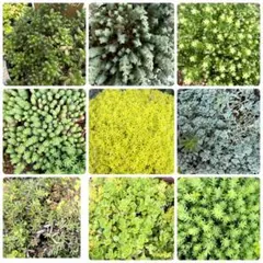 セダム 詰め合わせ 10種類以上 カット苗 ちまちま寄せ植え　40カット以上☆