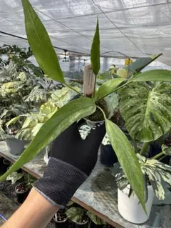 希少　アンスリウム ルネッサンス　斑入り　美株　鉢ごとメルカリ便 希少 アンスリウム ルネッサンス 斑入り 美株 鉢ごと - メルカリ