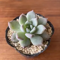 ホーリンゼ×コロラータアテマハック札付きポットごとメルカリ便ルイパパさん苗 2025年最新】コロラータアテマハックの人気アイテム - メルカリ