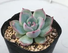 多肉植物 ブルーベリームーン 抜き苗 - メルカリ