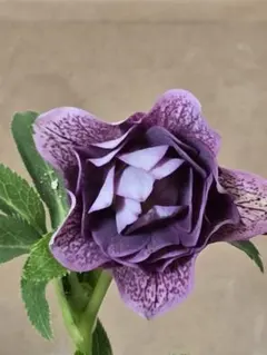 genta様 リクエスト 2点 まとめ商品