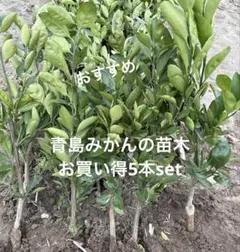 ももたろう様 リクエスト 2点 まとめ商品