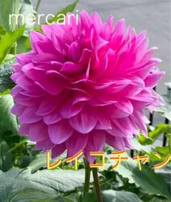 ゆずてん様 リクエスト 2点 まとめ商品