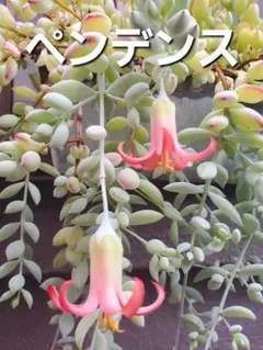 2026年最新】多肉植物エケベリア抜き苗の人気アイテム - メルカリ