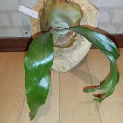 takataka様 リクエスト 2点 まとめ商品