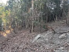 2026年最新】山採り ミツバツツジの人気アイテム - メルカリ