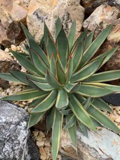 2025年最新】アガベ バーントバーガンディ錦の人気アイテム