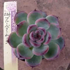 ran1919様 リクエスト 2点 まとめ商品