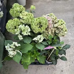 111.紫陽花　花終わり 4種セット　送料込みのサムネイル