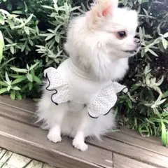 小型犬用フリル付きニットウェア１枚選択２枚目から追加¥500