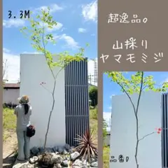超絶品。山採りソヨゴ本株立ち 雄株2.2M(鉢底から)◎美斑紋 - メルカリ