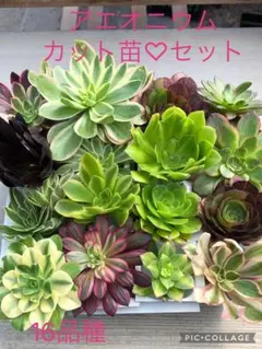 2026年最新】アエオニウムの人気アイテム - メルカリ