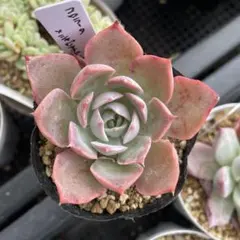 希少❤️堀川コロラータ✨no3 堀川カクタスさんのコロラータ | つべるふブログ 多肉生活 2021〜