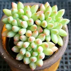 2025年最新】花火 多肉の人気アイテム - メルカリ