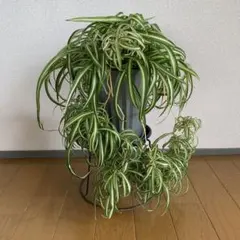 2026年最新】オリヅルラン ボニーの人気アイテム - メルカリ