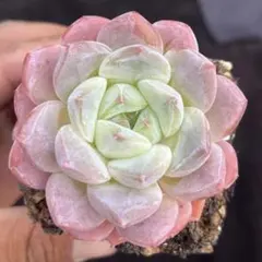 マー坊様 リクエスト 2点 まとめ商品