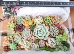 多肉植物B　カット苗　名前なし　寄せ植え　多肉弁当