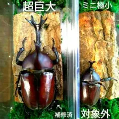 野生極美特大超巨大頭角19.7mm体長80mmぐらい黒ブラックカブトムシ昆虫