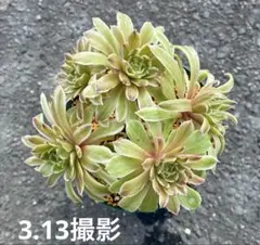 2026年最新】皺葉仙墨 アエオニウムの人気アイテム - メルカリ