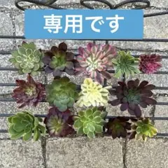 ⭐︎専用です⭐︎ 多肉植物 アエオニウム カット苗14こセット◎メルカリ便◎