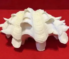 2026年最新】ヒレシャコ貝の人気アイテム - メルカリ