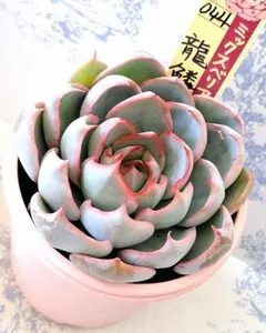 サンセットグレイ祭囃子 札付きポットごとメルカリ便おらいさん苗