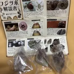 ネイチャーテクニカラー フジツボ ミネフジツボ　マグネットABC3点