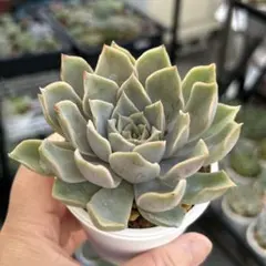 多肉植物 シルエット×ダークアイス 抜き苗 - メルカリ