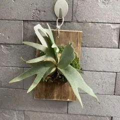 (大株)オマケ有3種　ビカクシダセット14種　ジェイドガール 大株)オマケ有3種 ビカクシダセット14種 ジェイドガール 大株