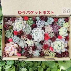 ✾86ちまちま寄せ植え　カット苗　多肉植物　寄せ植えセット　詰め合わせ
