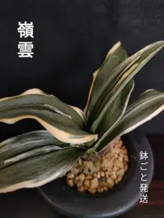 万年青の銘鑑 番付 OMOTO Ranking – おもとの豊明園（ほうめいえん